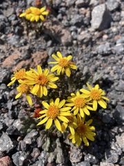 Senecio leucanthemifolius