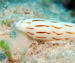 Hastula lanceata