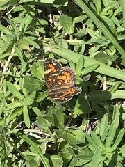 Phyciodes phaon