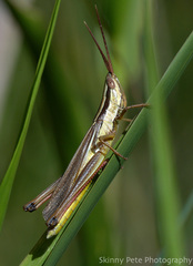 Mermiria intertexta