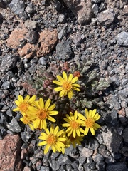 Senecio leucanthemifolius