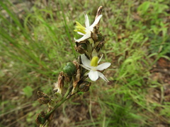 Chlorophytum sphacelatum