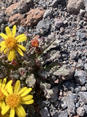 Senecio leucanthemifolius