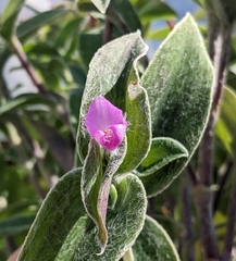 Tradescantia sillamontana
