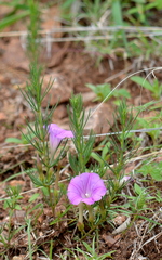 Ipomoea capillacea