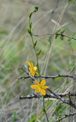 Echeandia flavescens