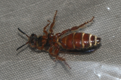 Colpa octomaculata