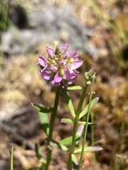 Polygala brevifolia