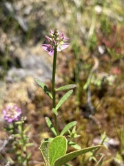 Polygala brevifolia