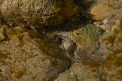 Natrix tessellata