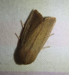 Leucania abdominalis