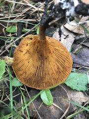 Austropaxillus