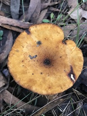 Austropaxillus