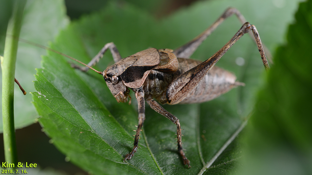 Brunner's Shieldback