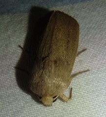 Leucania abdominalis