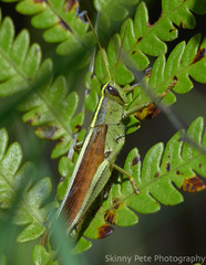 Schistocerca alutacea