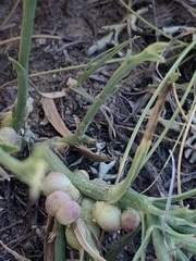 Antistrophus pisum