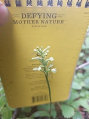 Platanthera clavellata image