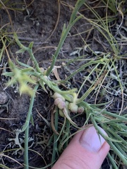 Antistrophus pisum