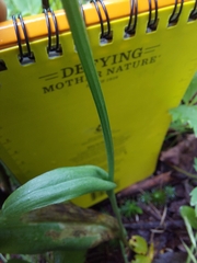 Platanthera clavellata image