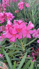 Nerium oleander
