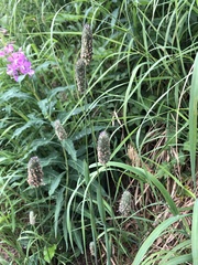 Phleum alpinum