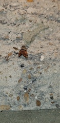 Cobubatha lixiva