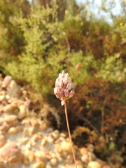 Allium pruinatum
