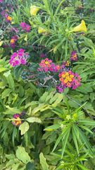 Lantana camara