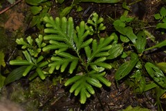 Selaginella delicatula