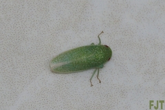Hamana