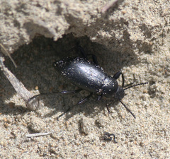Eleodes extricata