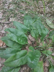 Pulmonaria × notha