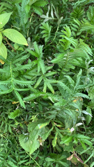 Argentina anserina