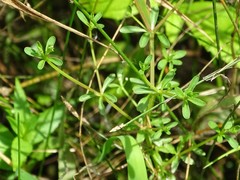 Galium labradoricum