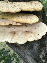 Cerioporus squamosus