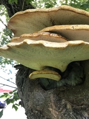 Cerioporus squamosus