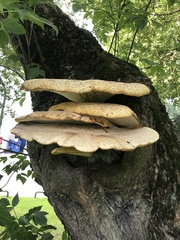 Cerioporus squamosus