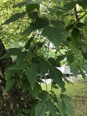 Cerioporus squamosus