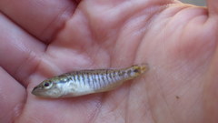 Micropterus treculii