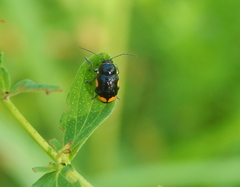 Cryptocephalus moraei