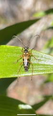 Xestoleptura