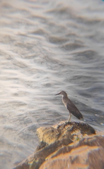 Nycticorax nycticorax