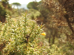 Ulex argenteus subsericeus