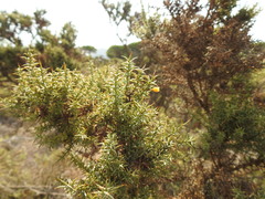 Ulex argenteus subsericeus