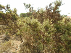 Ulex argenteus subsericeus