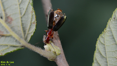 Dromius