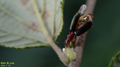 Dromius
