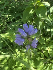 Campanula cervicaria