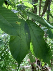 Handroanthus impetiginosus